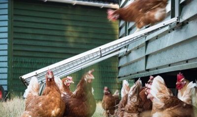 De Groene Amsterdammer op bezoek bij kippenboer